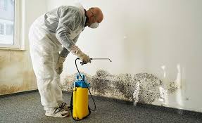 Best Environmental Consulting for Mold Prevention  in Norris City, IL