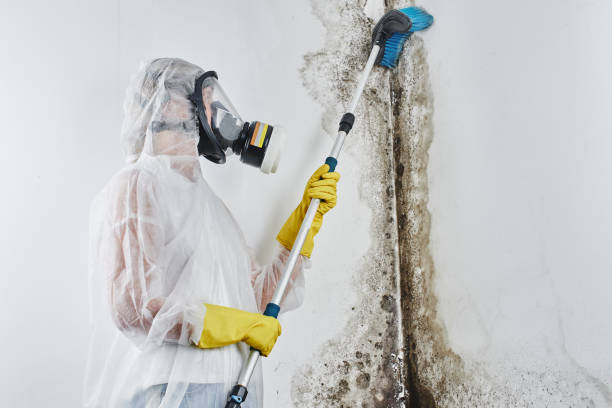 Best Asbestos and Lead Testing During Mold Inspection  in Norris City, IL