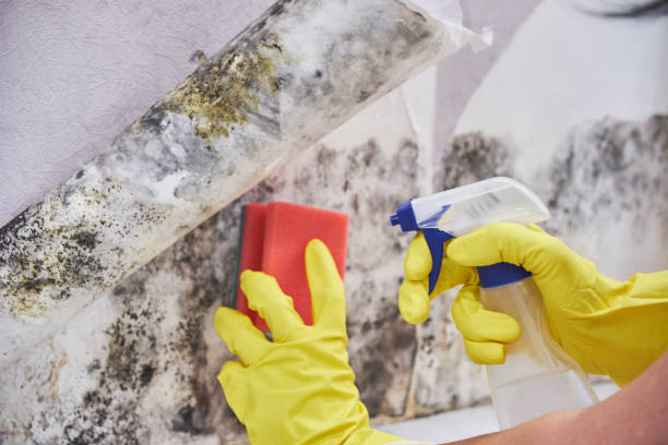 Best Attic Mold Removal  in Norris City, IL